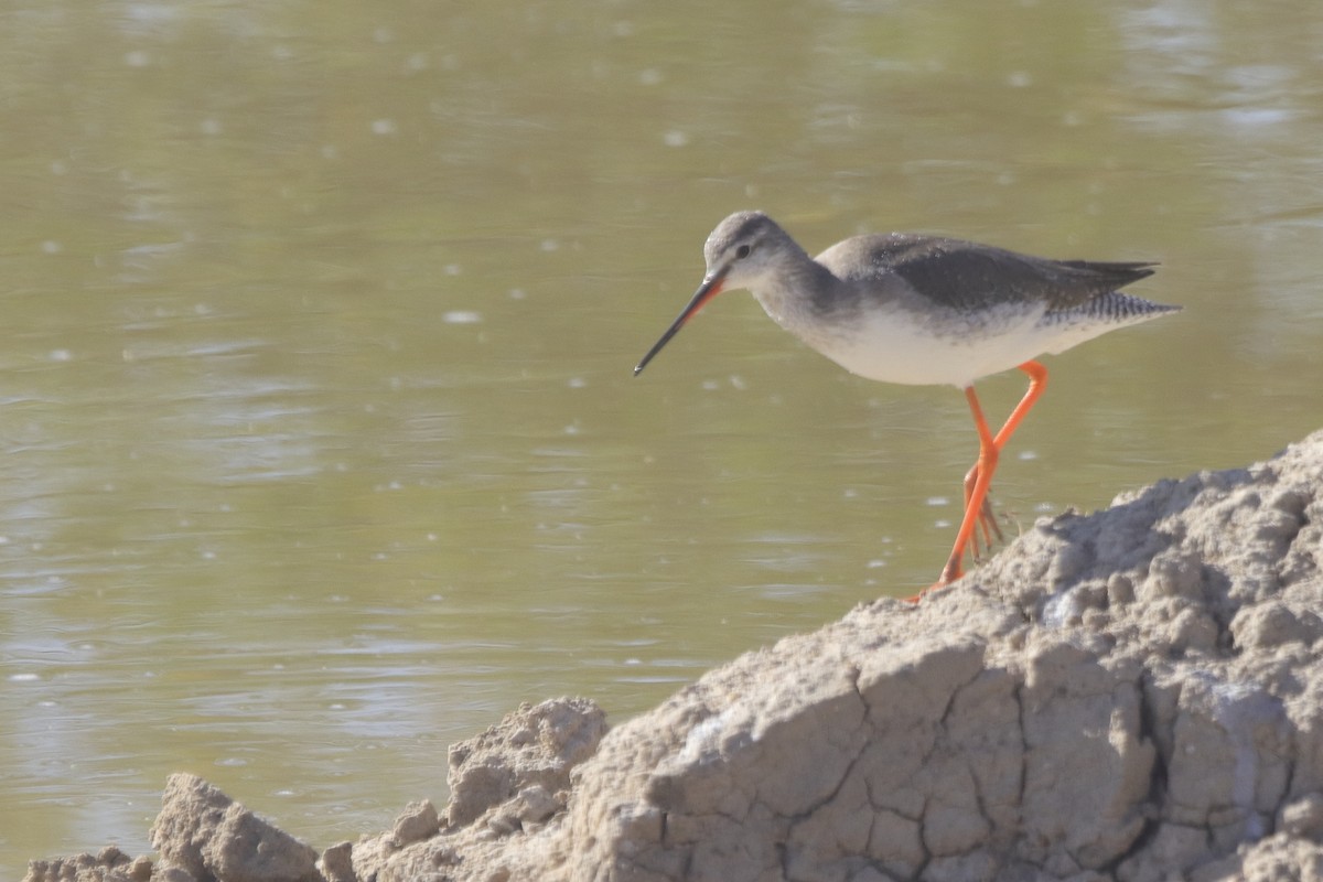 Spotted Redshank - ML535284301