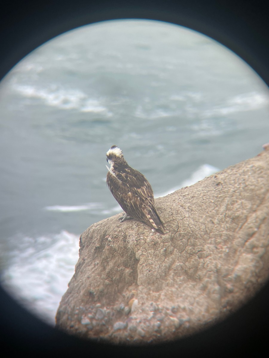 Osprey - David Hanna