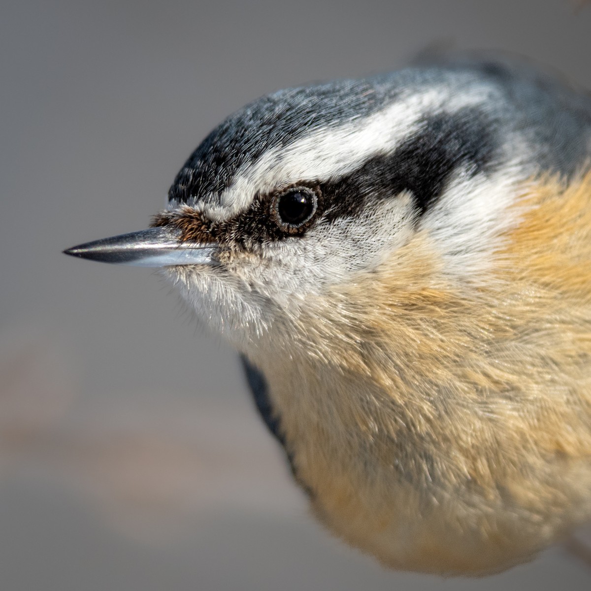 Red-breasted Nuthatch - ML535285901