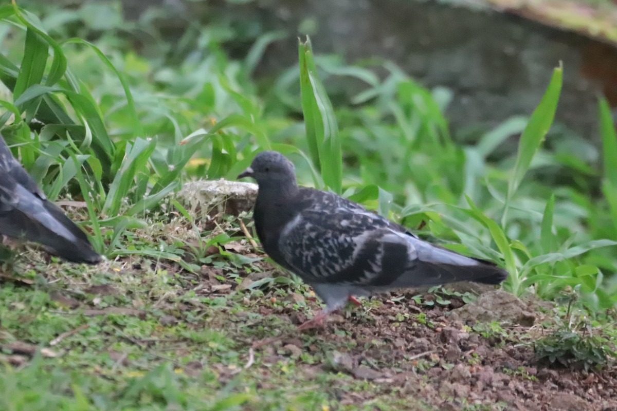 Rock Pigeon (Feral Pigeon) - ML535286321