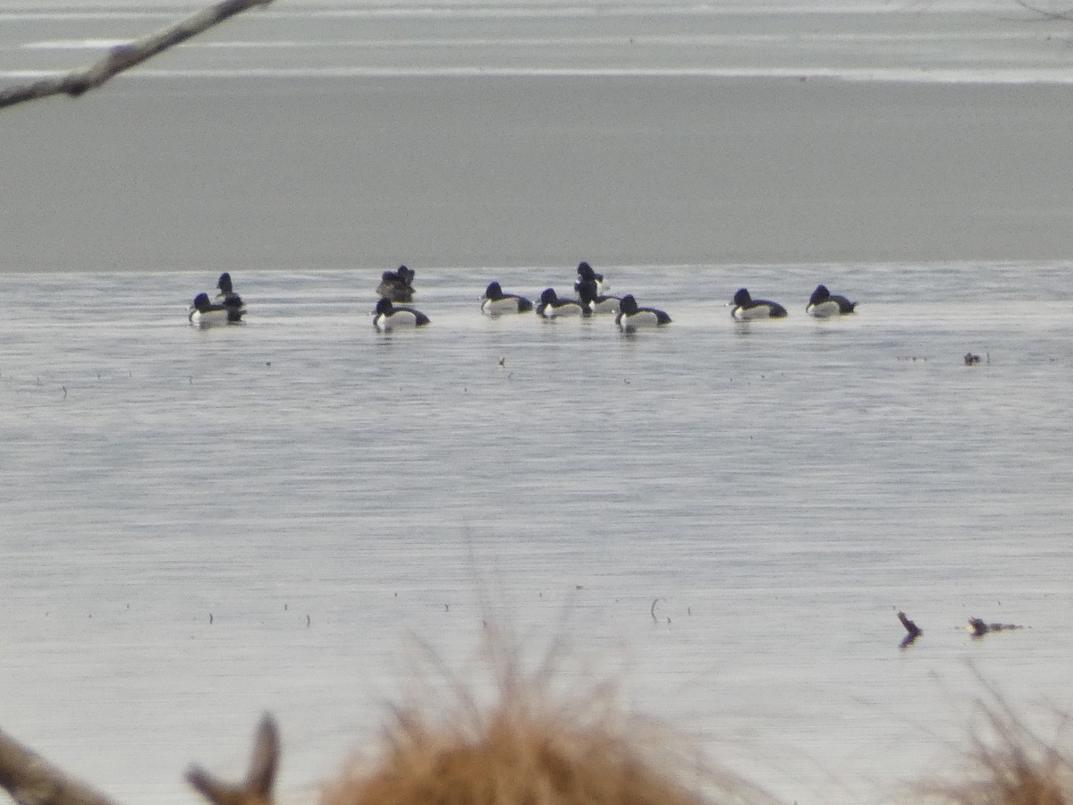 Ring-necked Duck - Anonymous