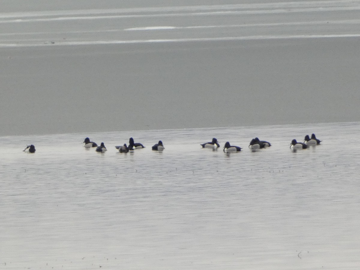 Ring-necked Duck - Anonymous