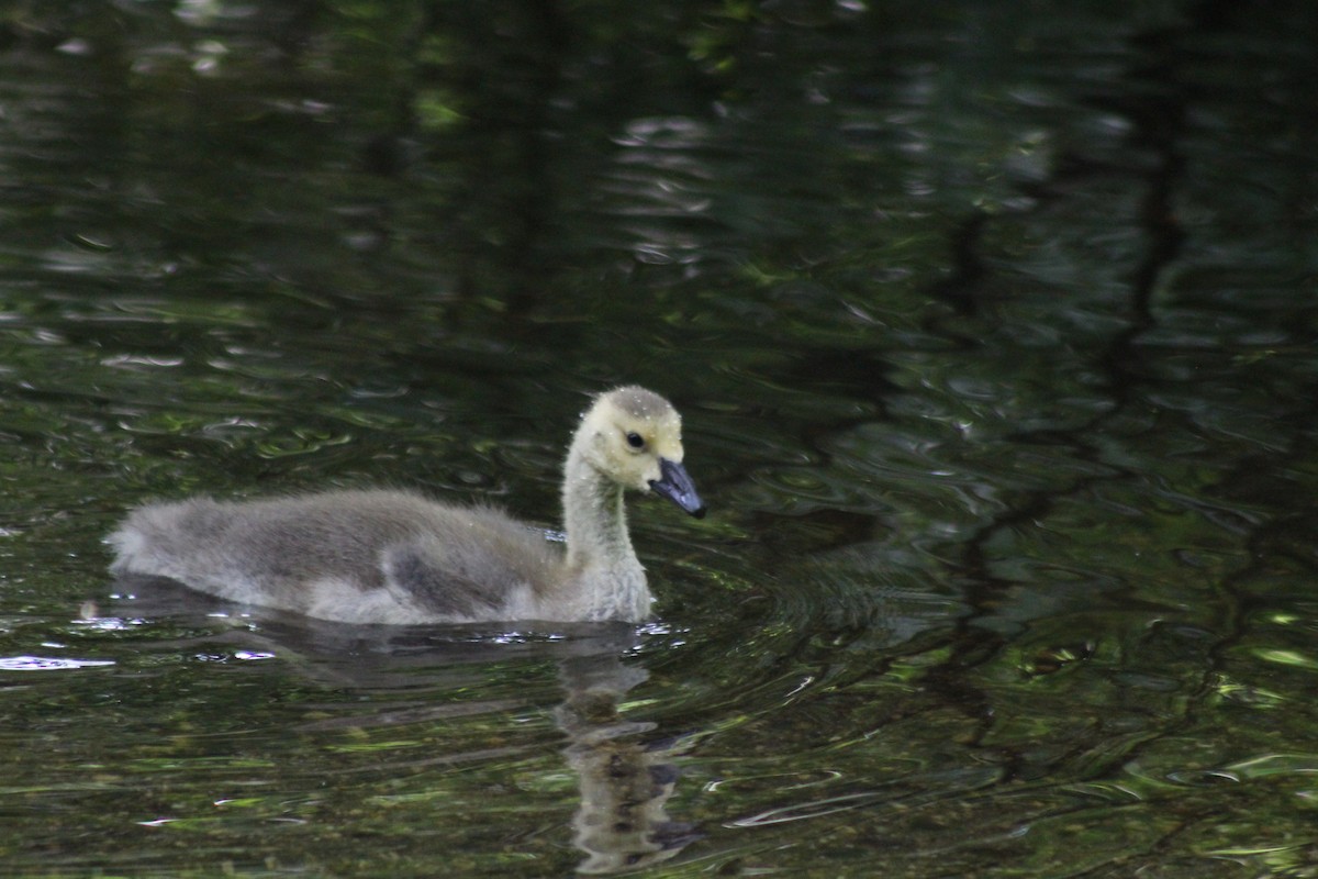 Canada Goose - ML53528651