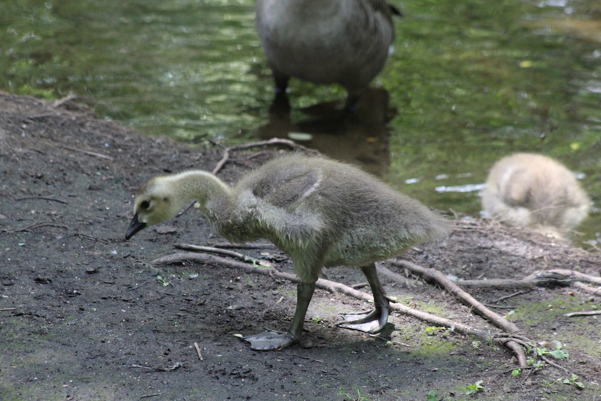 Canada Goose - ML53528661