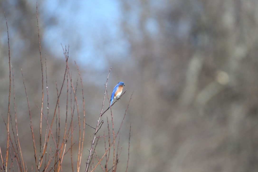 Eastern Bluebird - Cole DiFabio