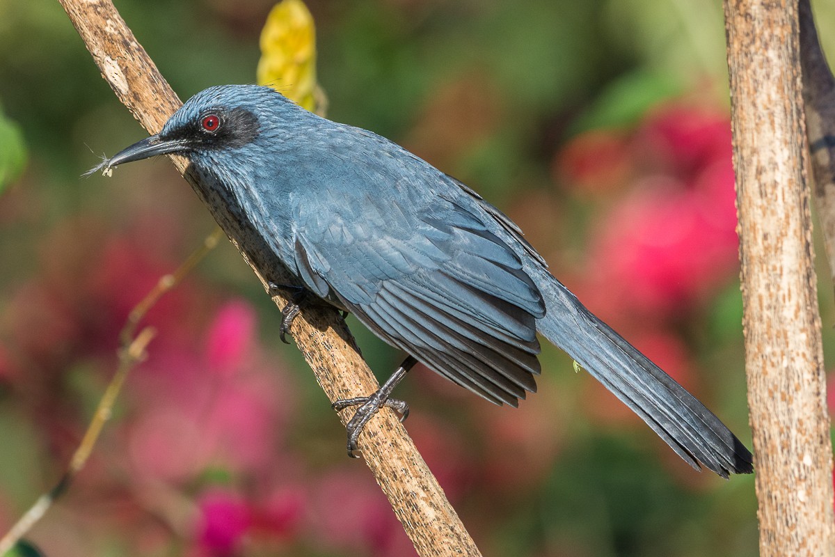 Blue Mockingbird - Juan Miguel Artigas Azas