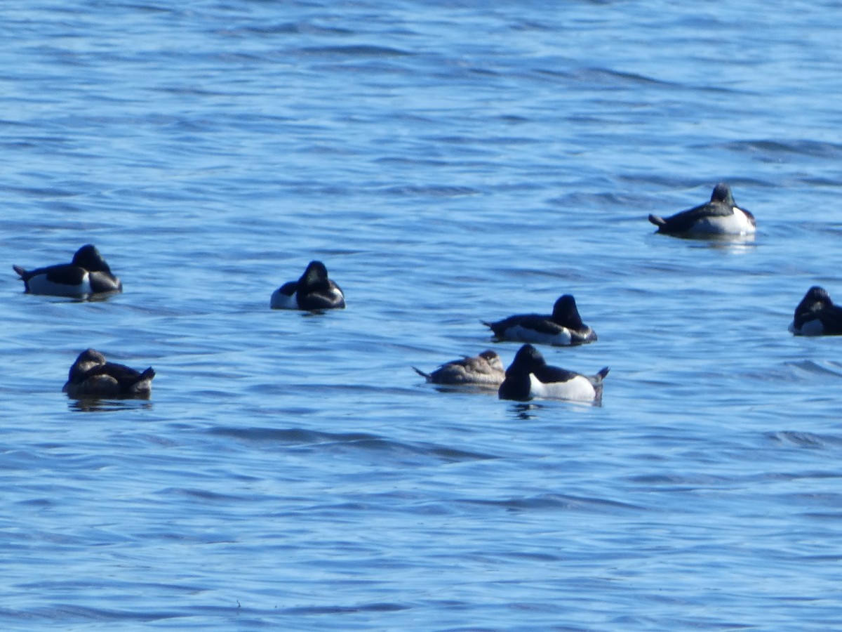 Ring-necked Duck - Anonymous