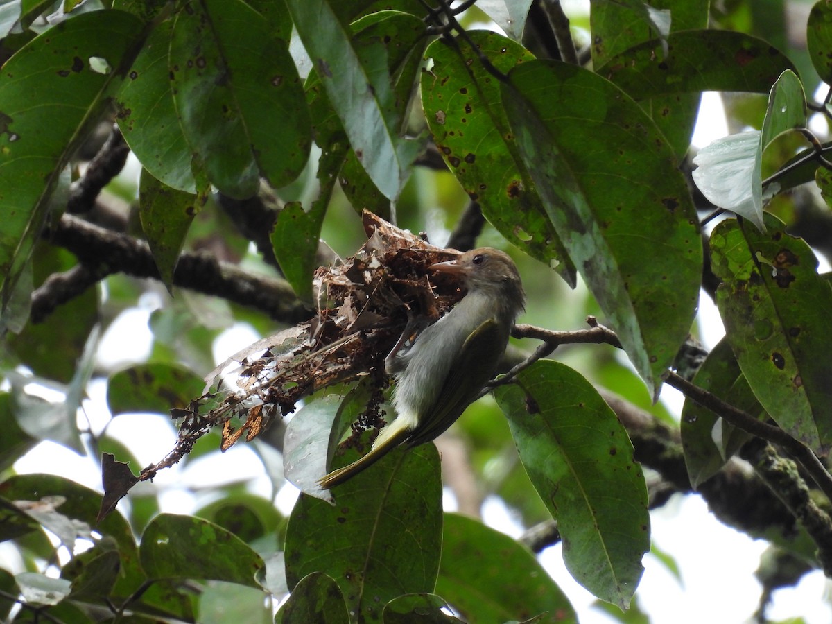 Brown-headed Greenlet - ML535290201