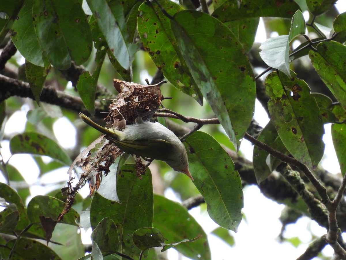 Brown-headed Greenlet - ML535290231