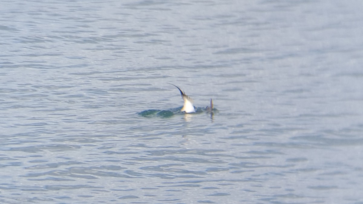 Long-tailed Duck - ML53529061