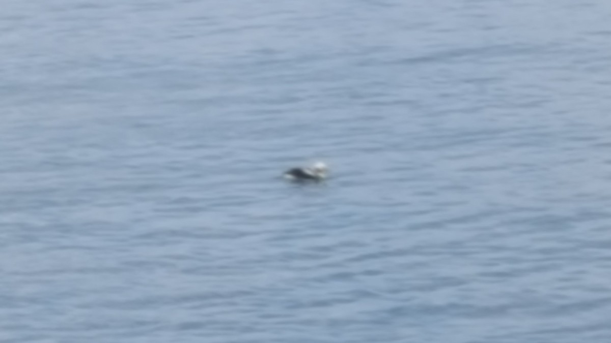 Long-tailed Duck - ML53529111