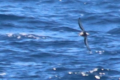 Mottled Petrel - ML535291851