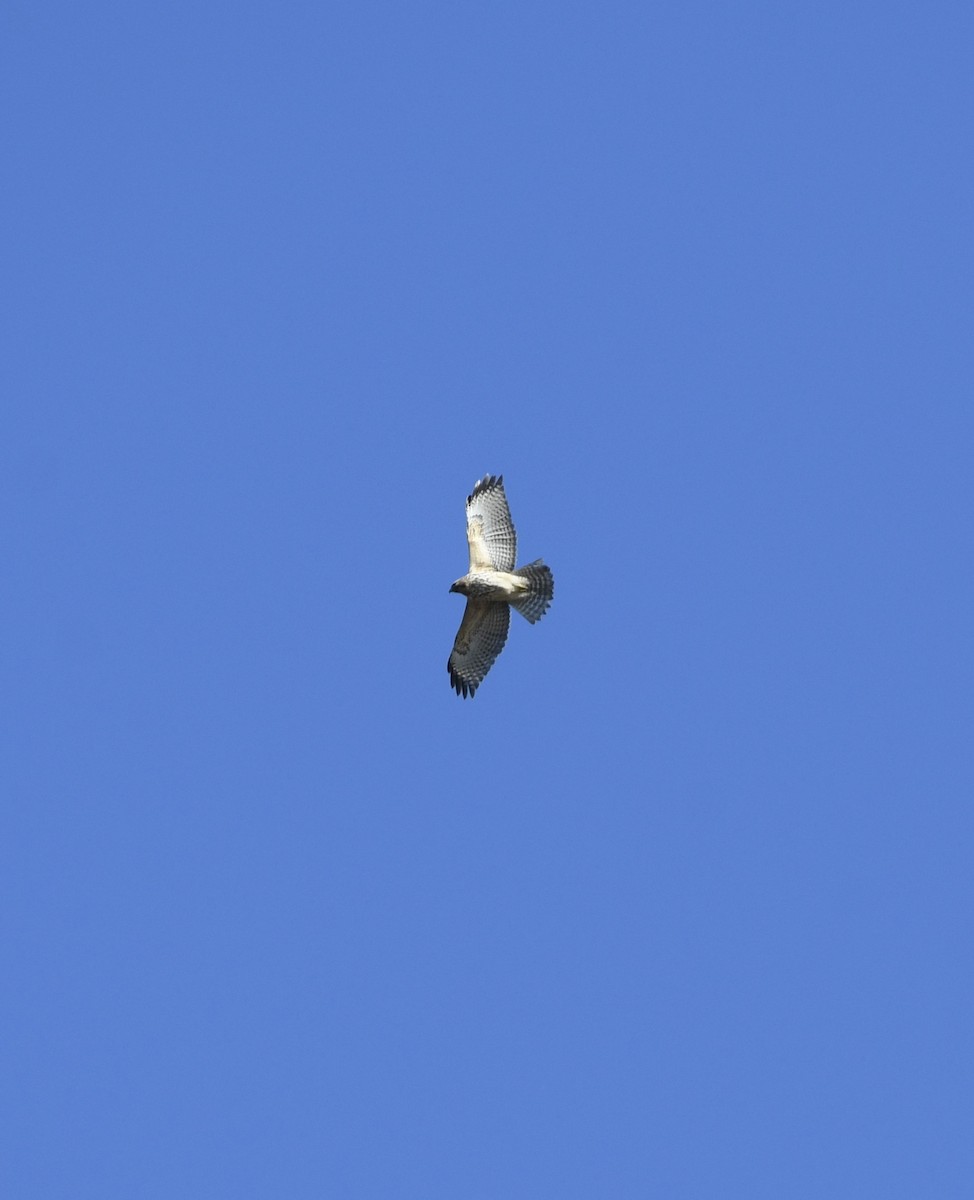 Red-shouldered Hawk - ML535292231