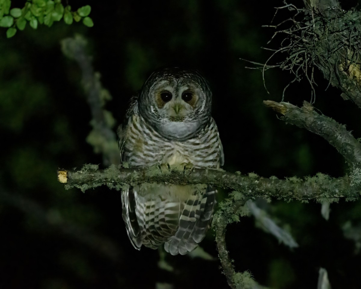 Rufous-legged Owl - Anthony Kaduck