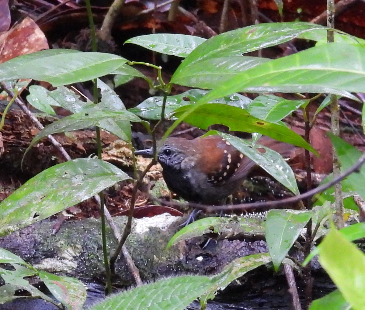 Gray-bellied Antbird - Anonymous