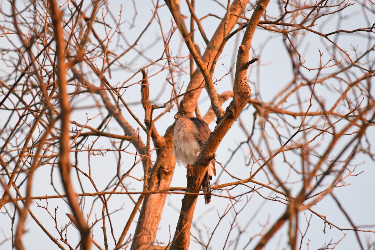 Cooper's Hawk - ML535293521