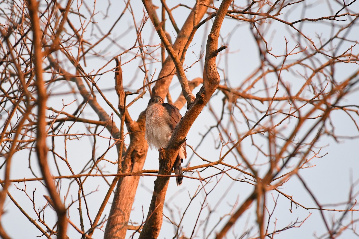 Cooper's Hawk - ML535293531