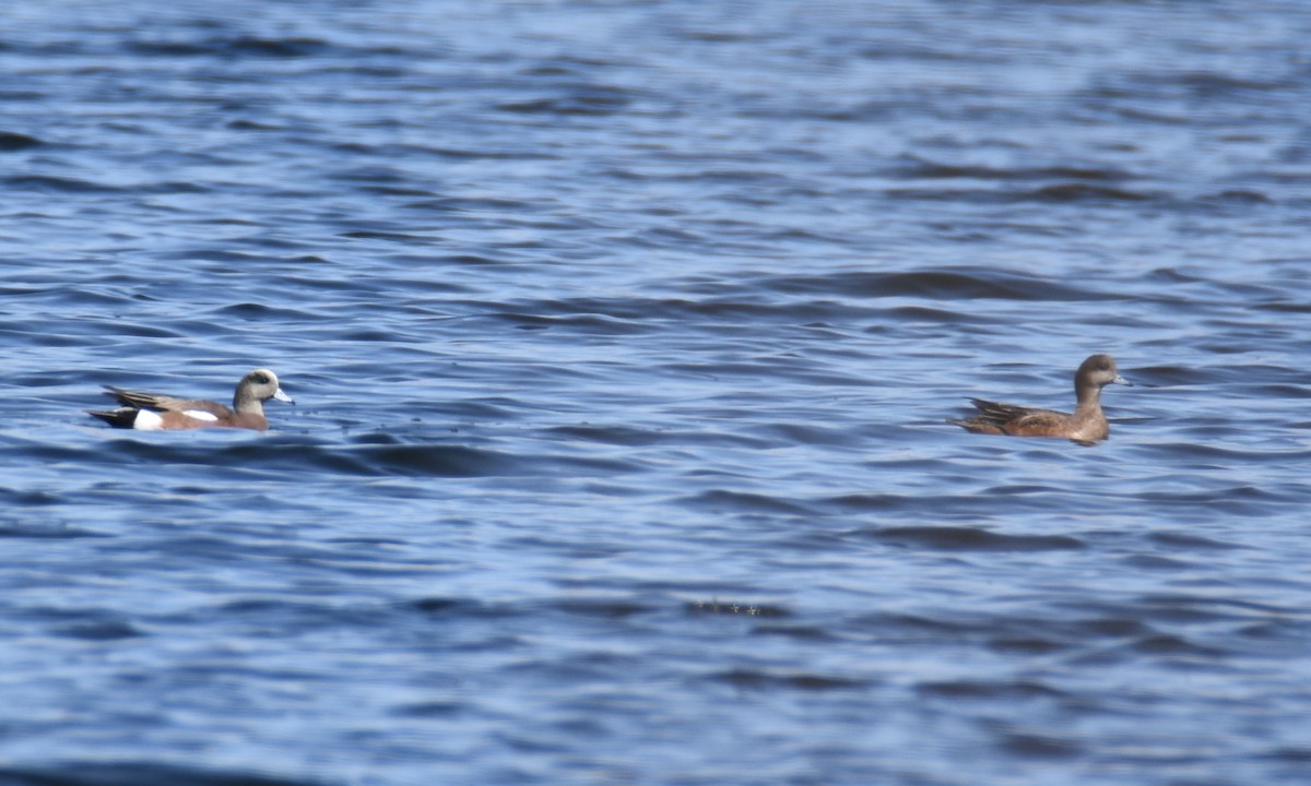 American Wigeon - Luke Berg