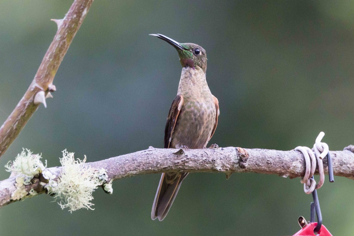 Fawn-breasted Brilliant - ML535294721