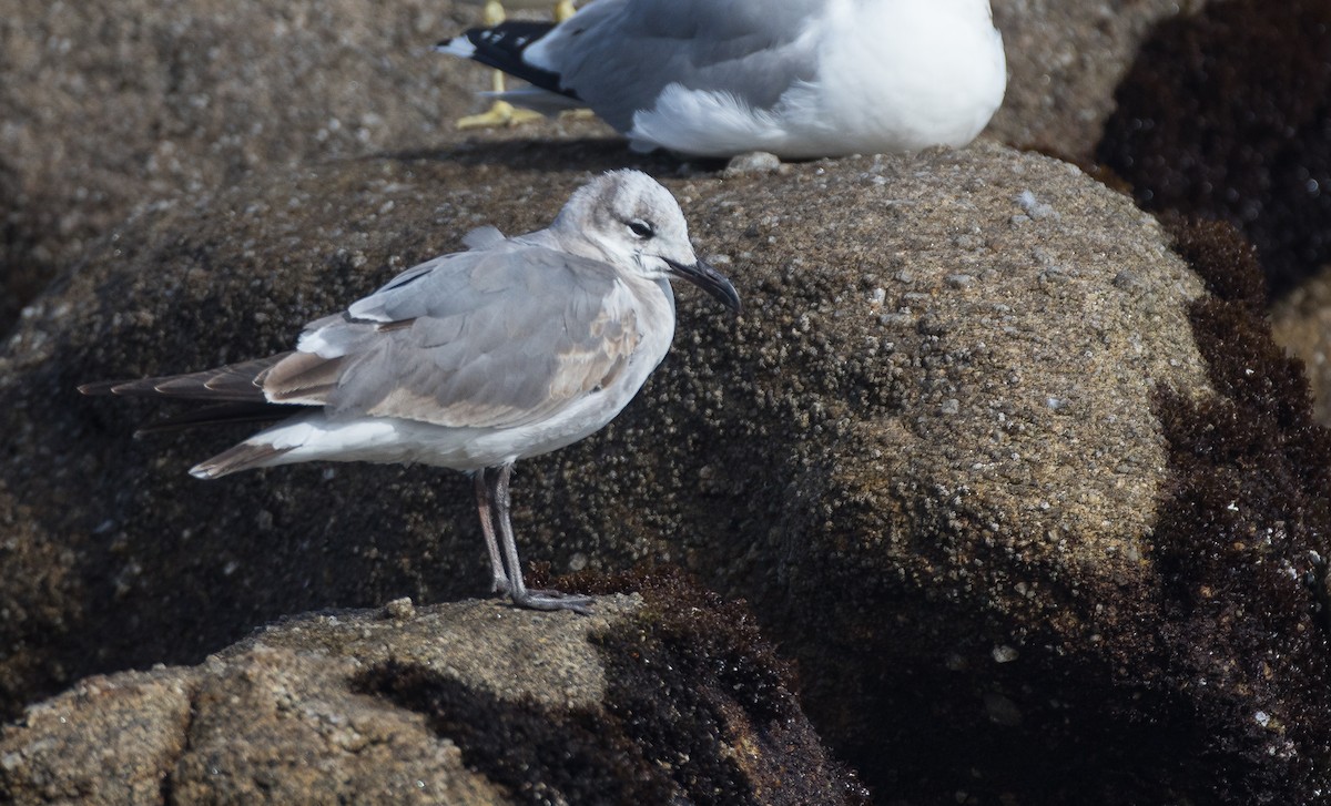 Laughing Gull - ML53529541