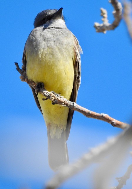 Cassin's Kingbird - ML535296451