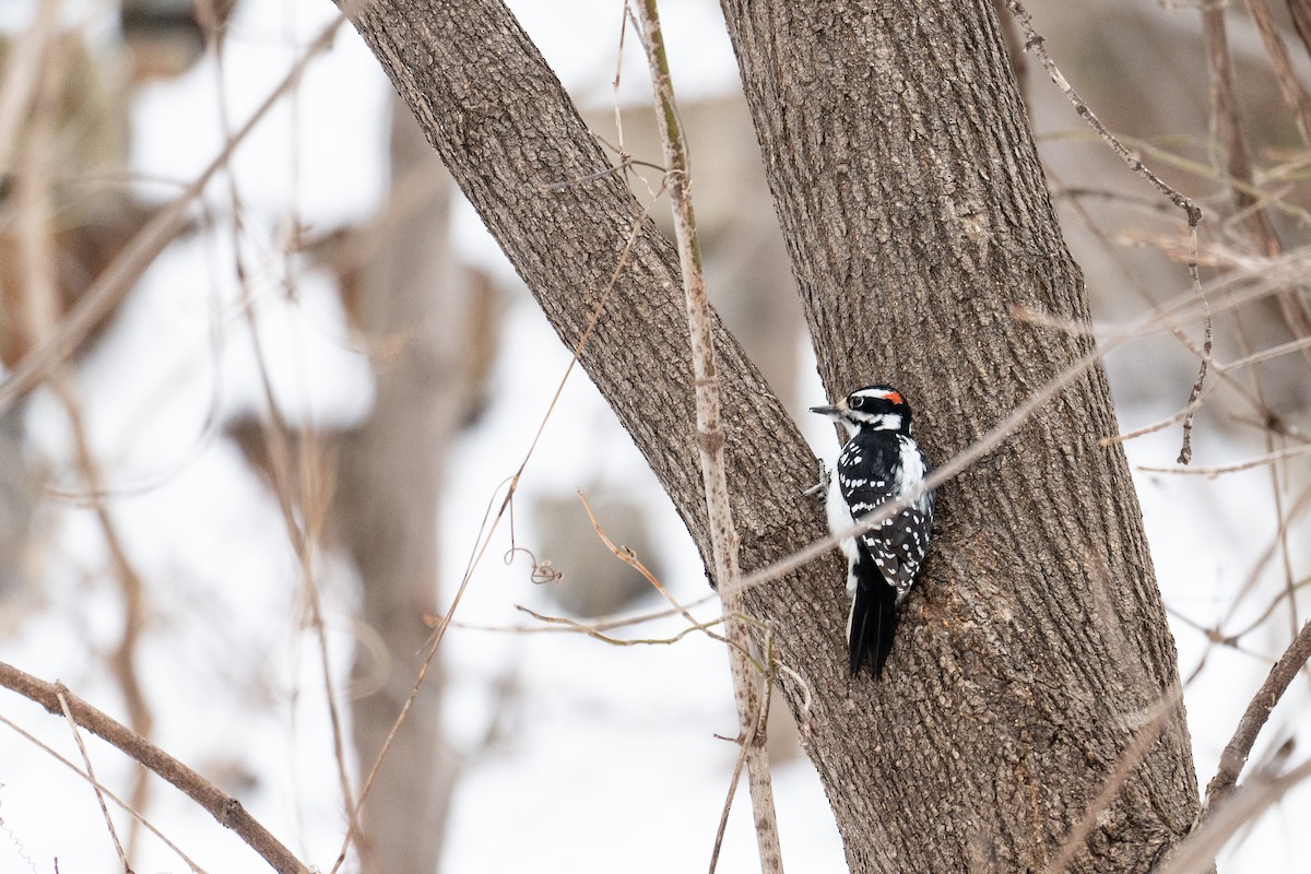 Hairy Woodpecker - ML535296821