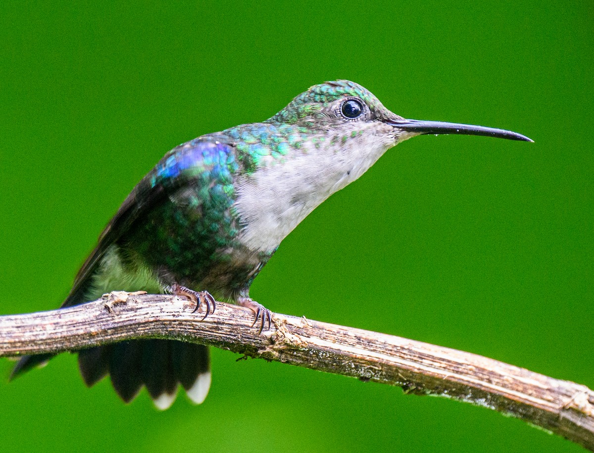 kolibřík andský - ML535296901