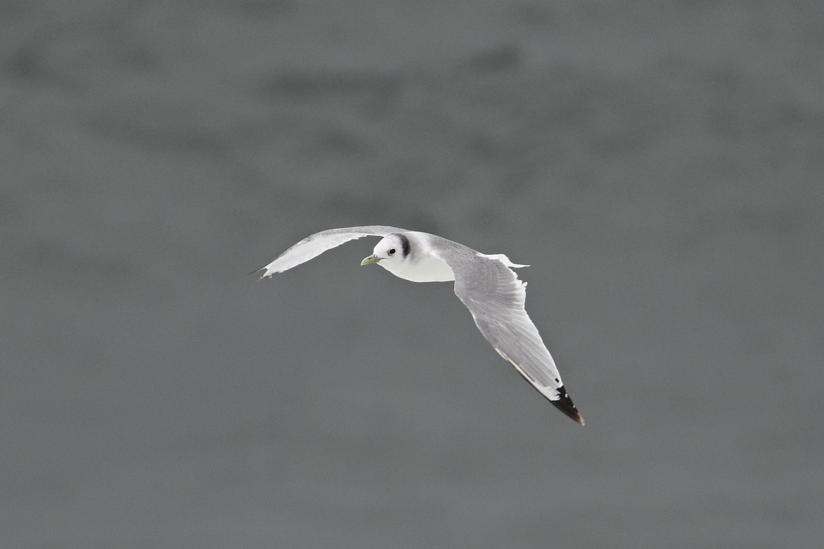 Black-legged Kittiwake - John Dumlao