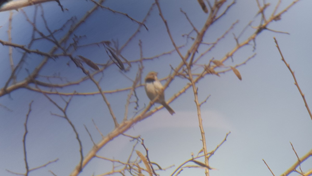 Song Sparrow - Anita Zhu