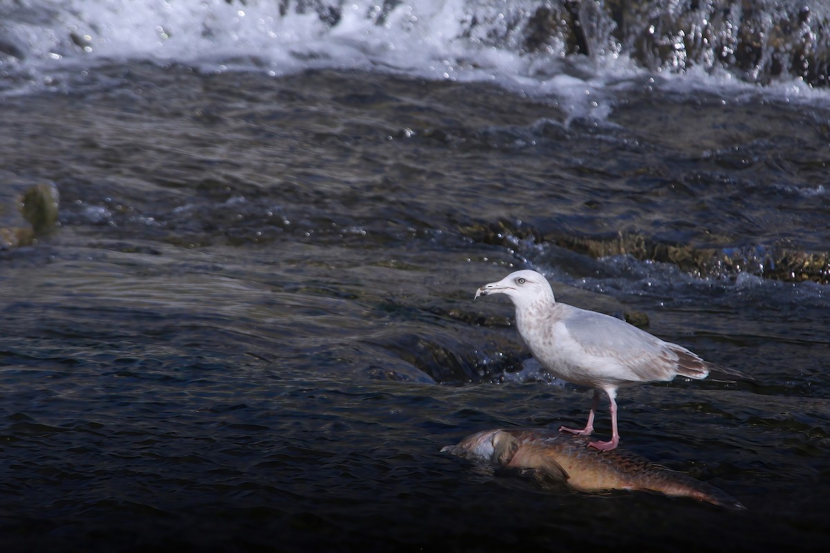 Herring Gull - ML535300421