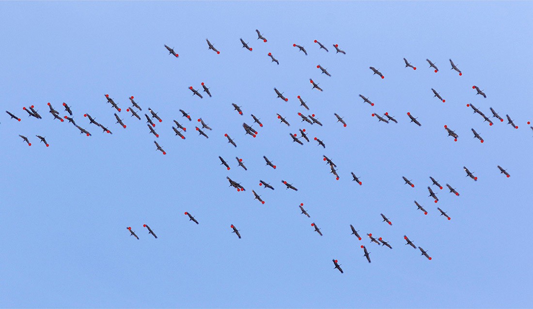 Sandhill Crane - ML53530101