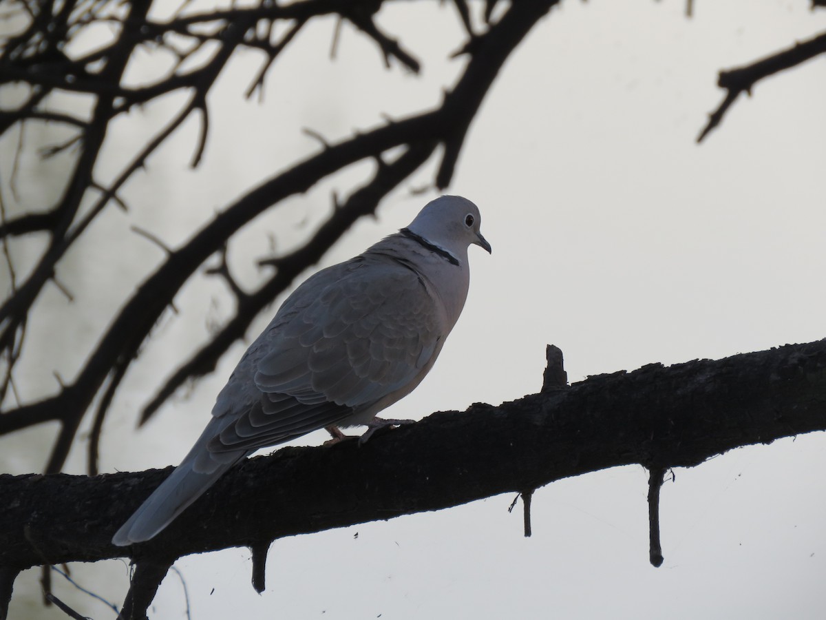 Eurasian Collared-Dove - Ranjana Gosavi