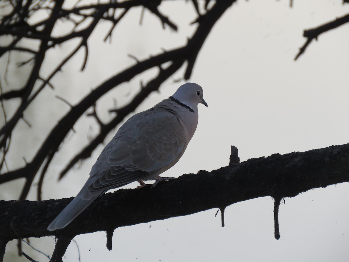 Eurasian Collared-Dove - ML535301231