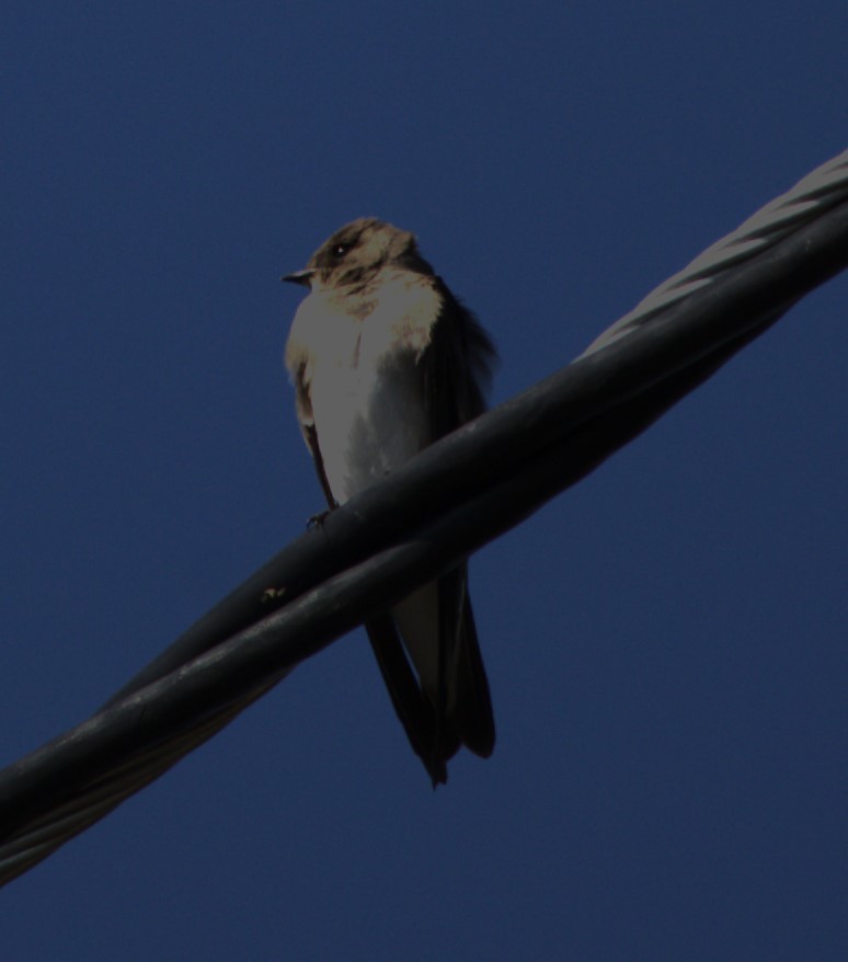 Northern Rough-winged Swallow - ML535301641