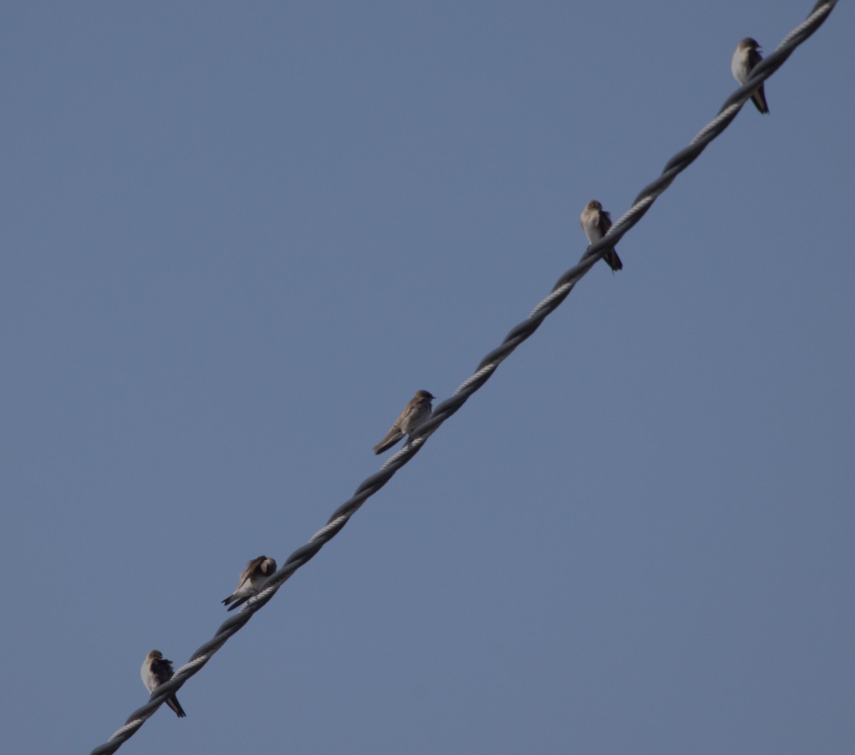 Northern Rough-winged Swallow - ML535301651