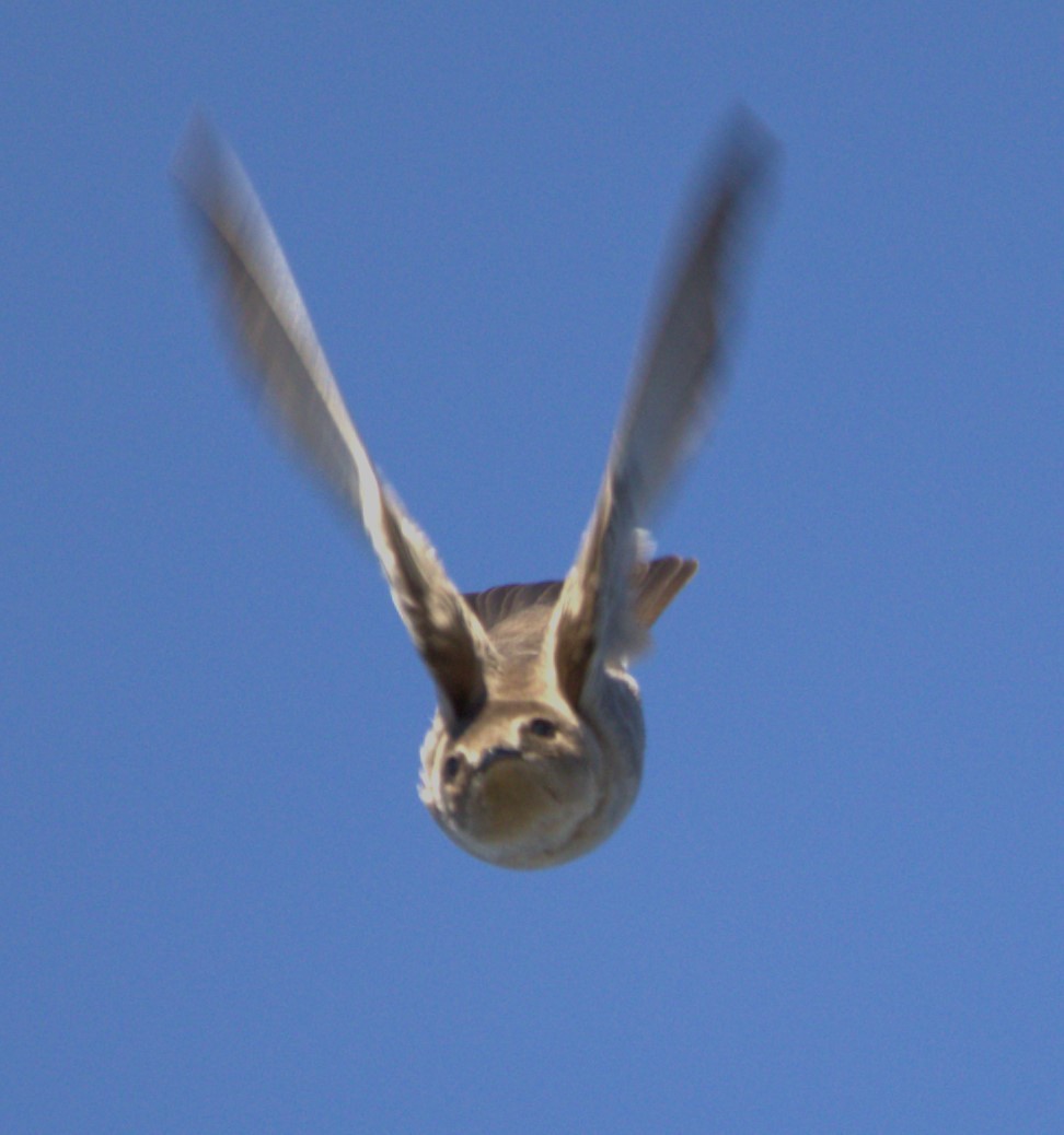 Northern Rough-winged Swallow - ML535301661