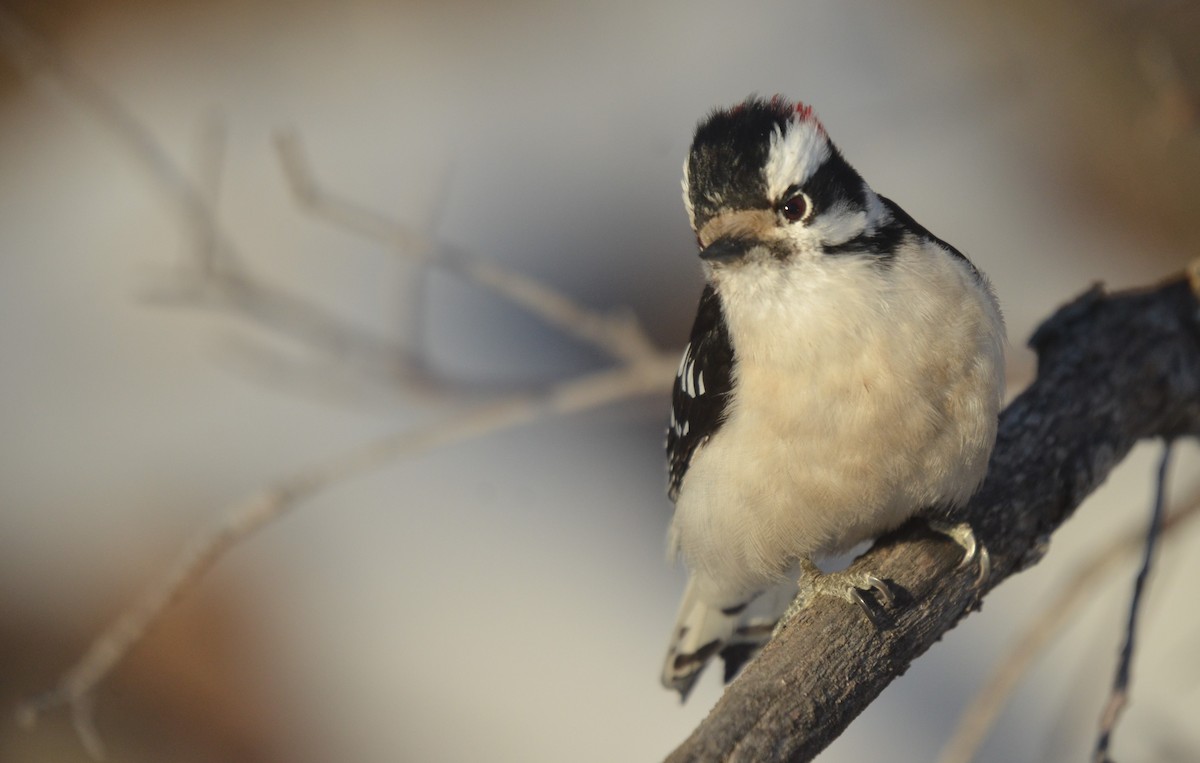 Downy Woodpecker - ML535301681