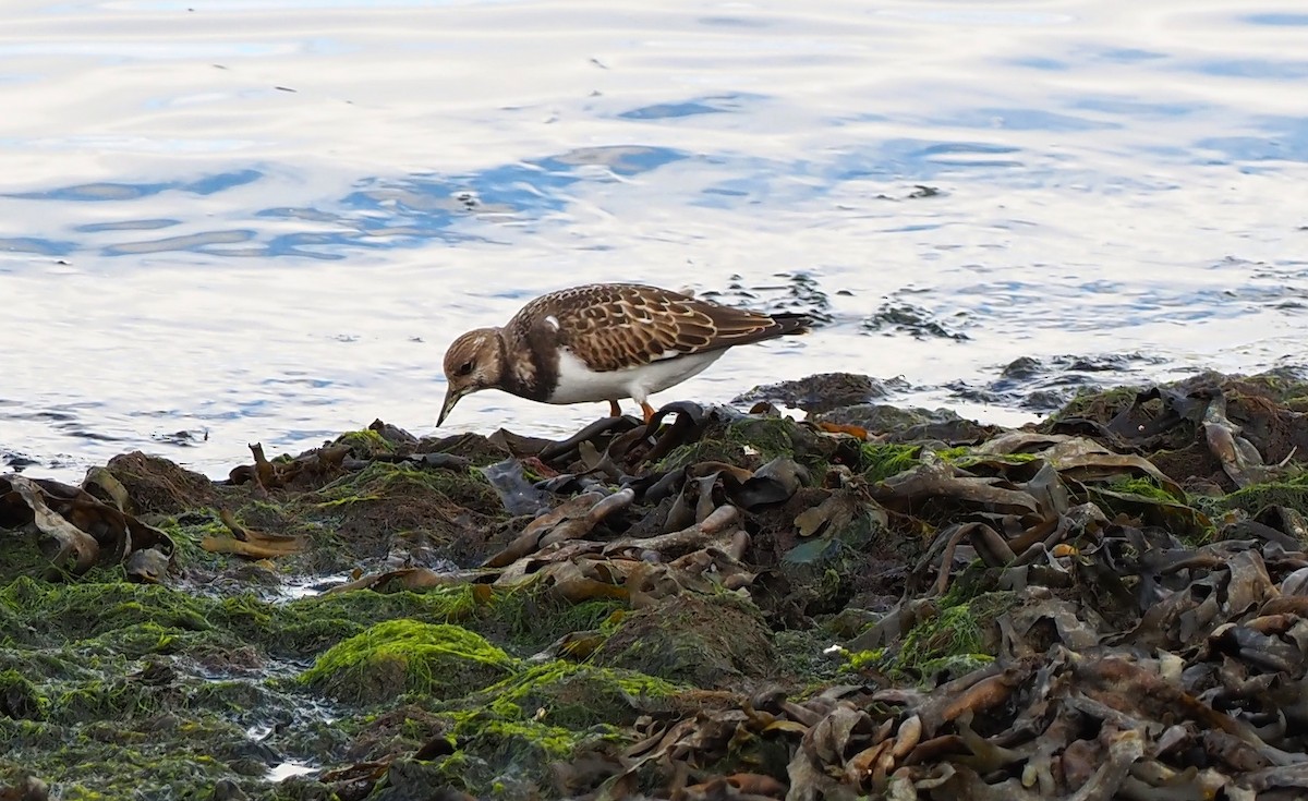 Ruddy Turnstone - ML535302241