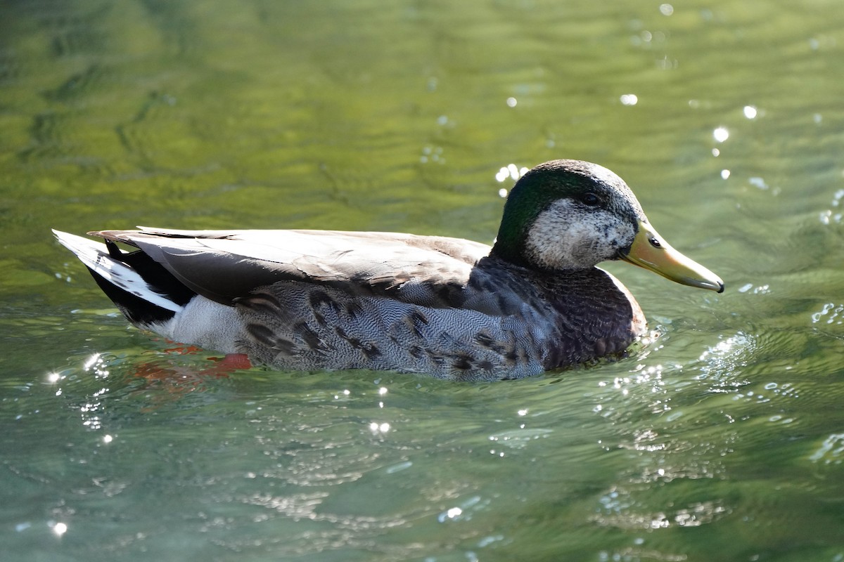 Mallard x Mexican Duck (hybrid) - Brian Peck