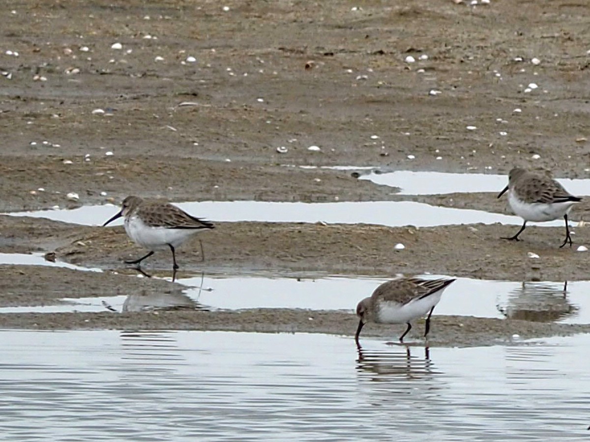 Dunlin - ML535303031