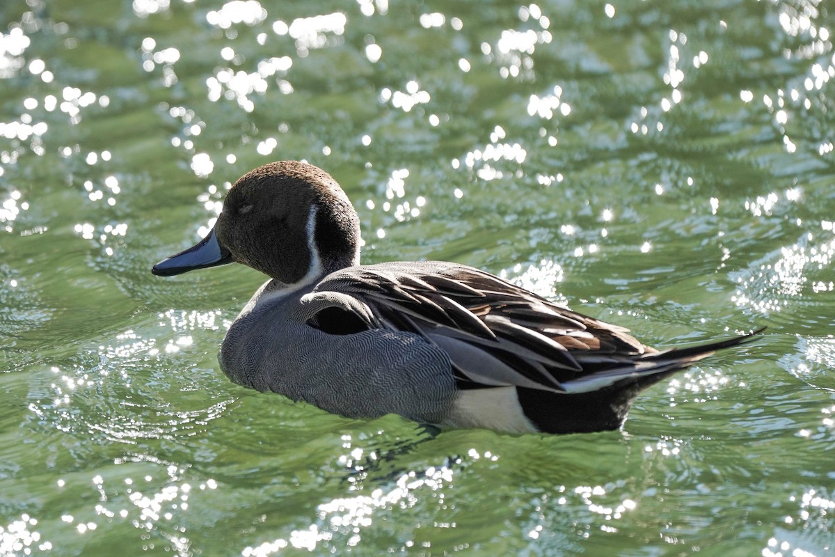 Northern Pintail - Brian Peck