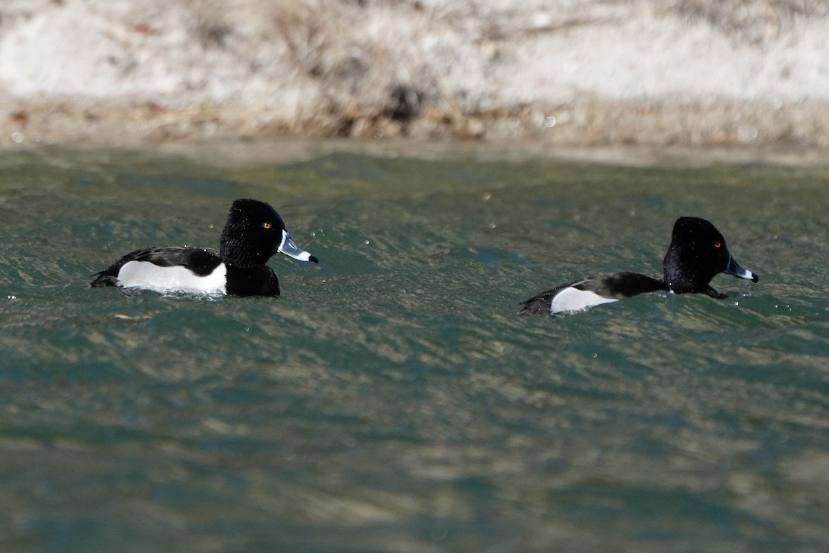Ring-necked Duck - Brian Peck