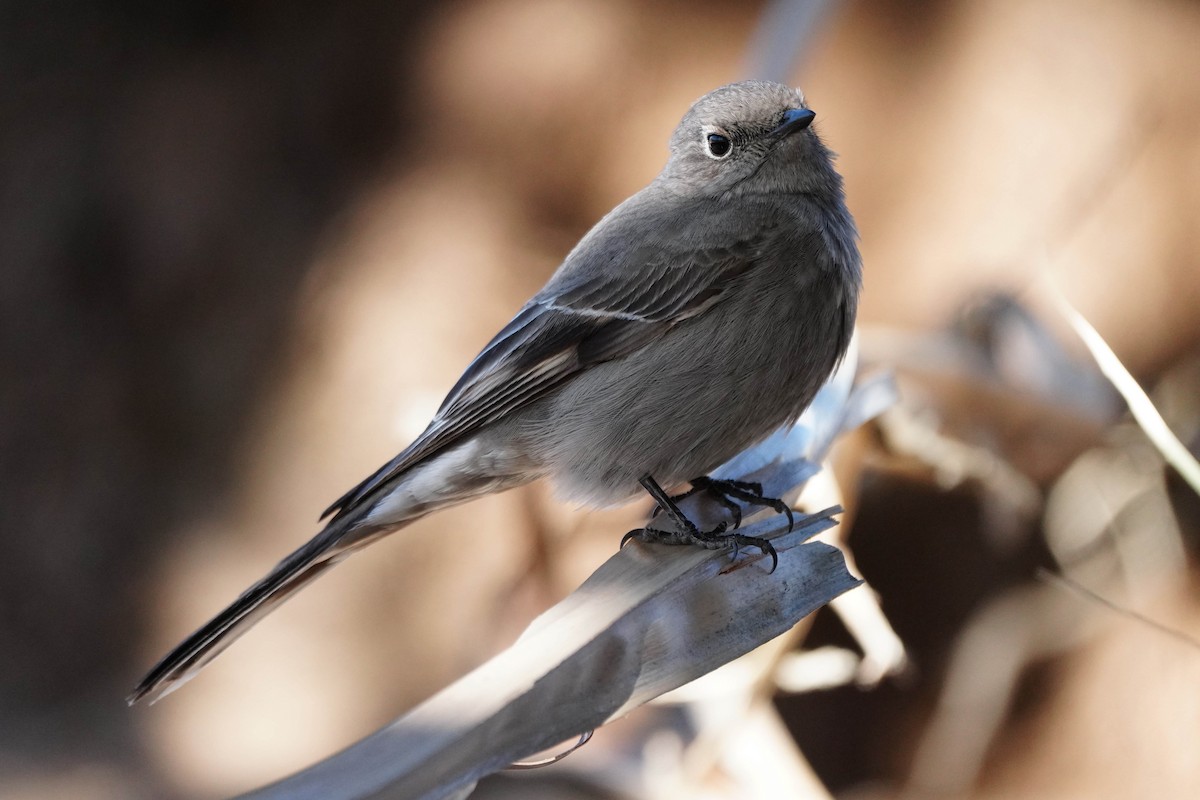 Townsend's Solitaire - Brian Peck