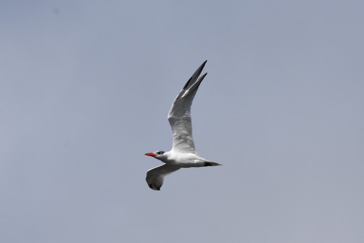 Caspian Tern - ML535304571