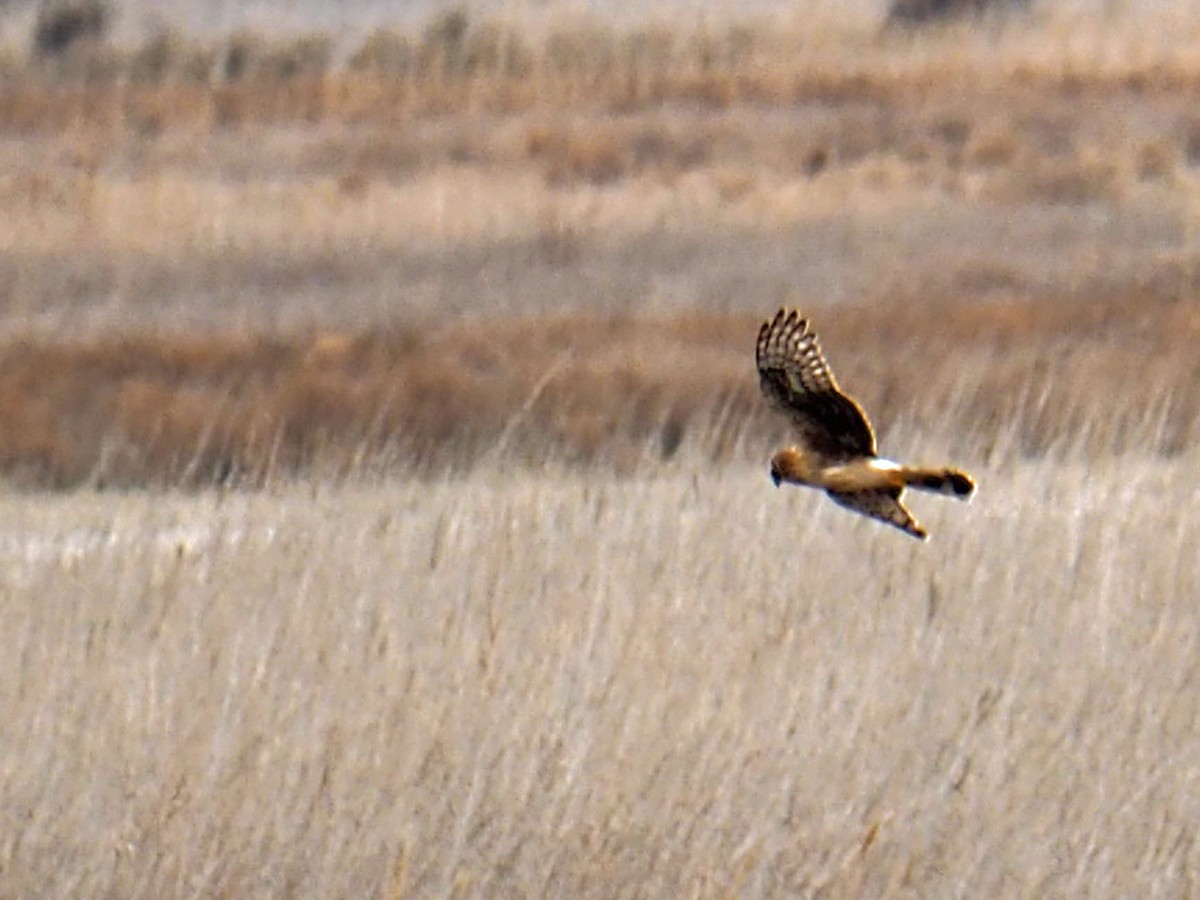 Hen Harrier - ML535305211