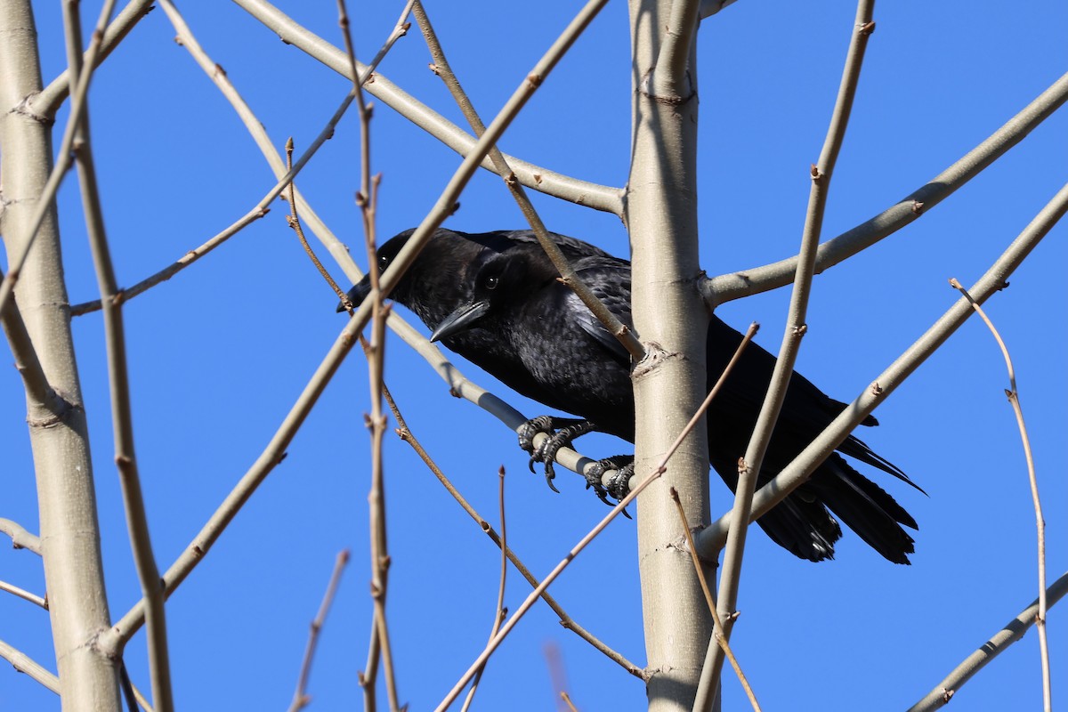 American Crow - ML535305731