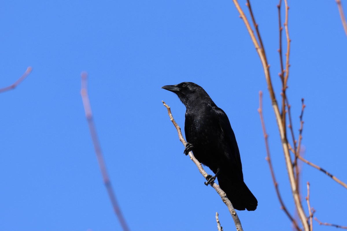 American Crow - ML535305741