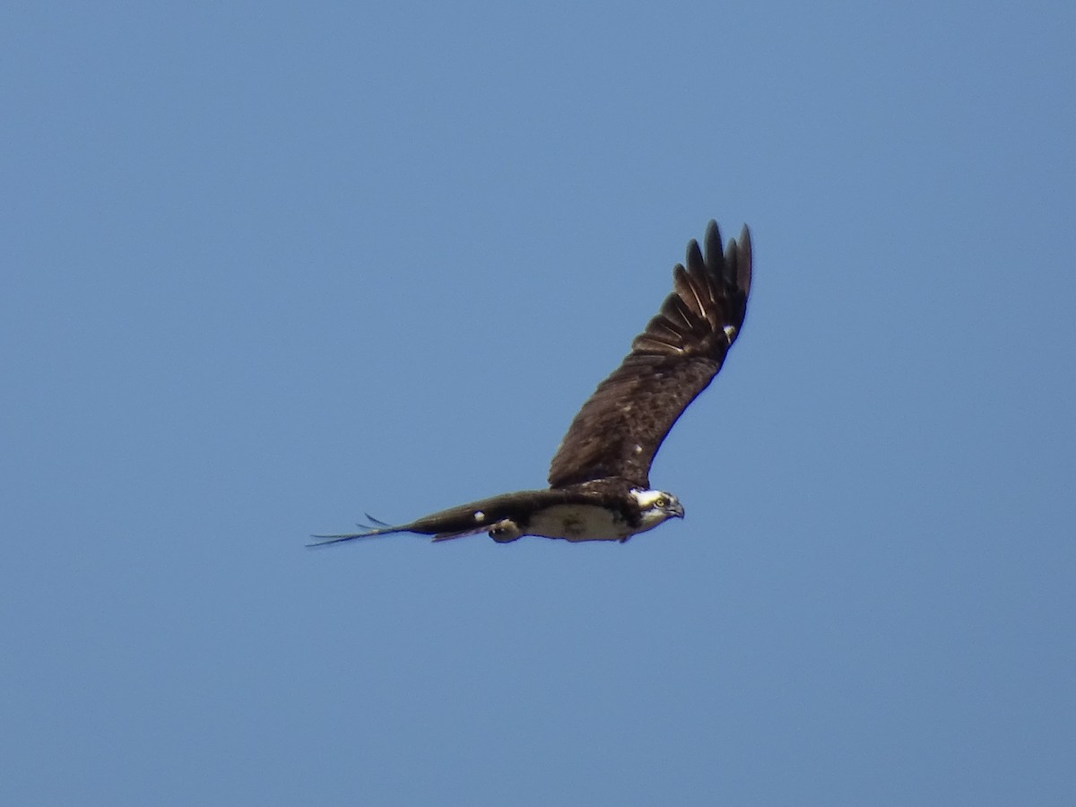 Águila Pescadora - ML535306361