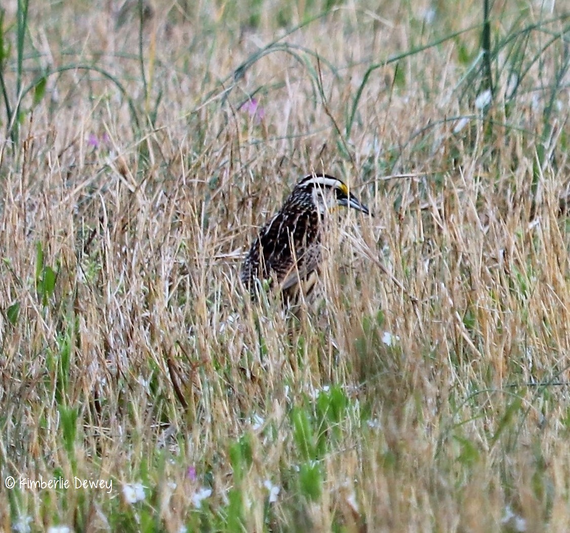Eastern Meadowlark - ML53530851