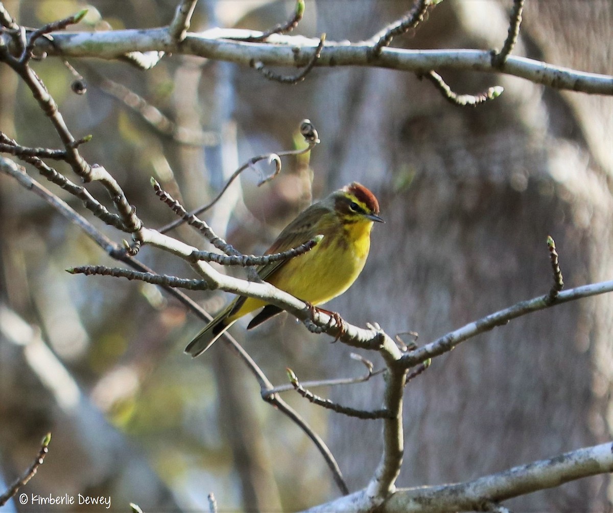 Palm Warbler - ML53530901